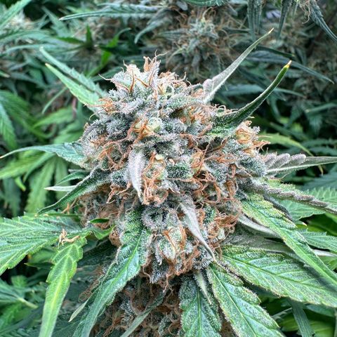Foto de la cronología del growlog de Guava x Gelato #41