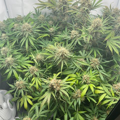 Foto de la cronología del growlog de Guava x Gelato #41