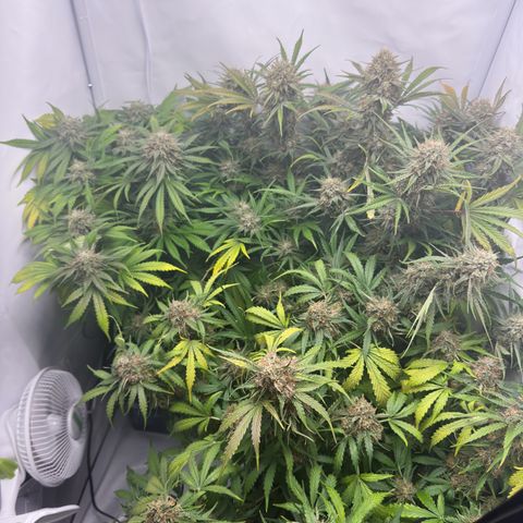Foto de la cronología del growlog de Guava x Gelato #41