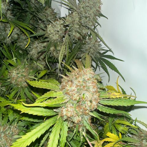 Foto de la cronología del growlog de Guava x Gelato #41