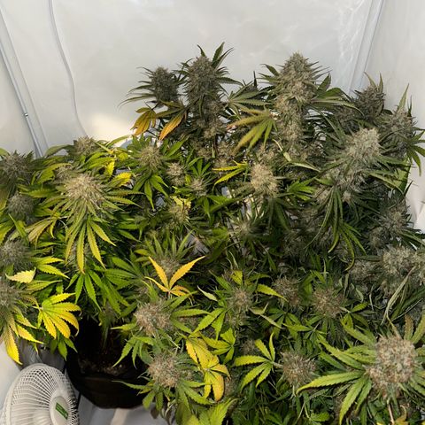 Foto de la cronología del growlog de Guava x Gelato #41