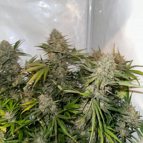 Foto de la cronología del growlog de Guava x Gelato #41