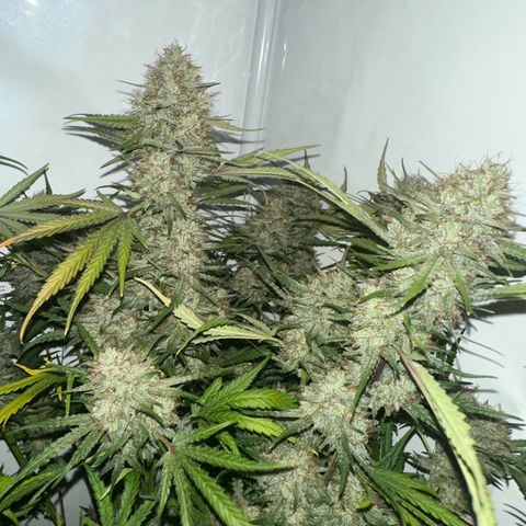 Foto de la cronología del growlog de Guava x Gelato #41