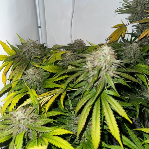 Foto de la cronología del growlog de Guava x Gelato #41