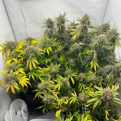 Foto de la cronología del growlog de Guava x Gelato #41