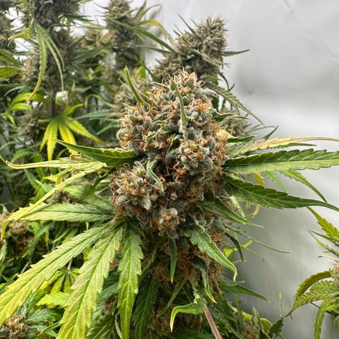 Foto de la cronología del growlog de Guava x Gelato #41