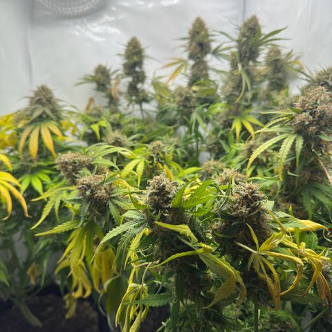 Foto de la cronología del growlog de Guava x Gelato #41