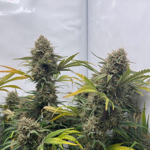 Foto de la cronología del growlog de Guava x Gelato #41