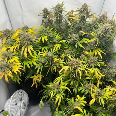 Foto de la cronología del growlog de Guava x Gelato #41