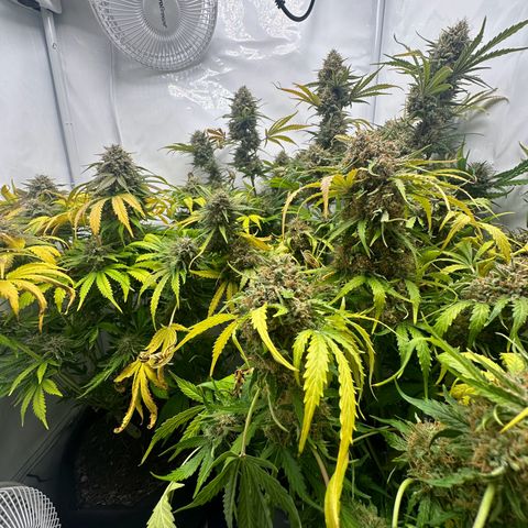 Foto de la cronología del growlog de Guava x Gelato #41