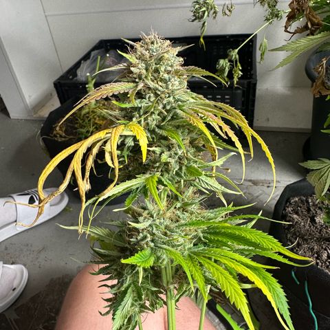 Foto de la cronología del growlog de Guava x Gelato #41