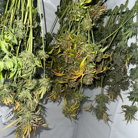 Foto de la cronología del growlog de Guava x Gelato #41
