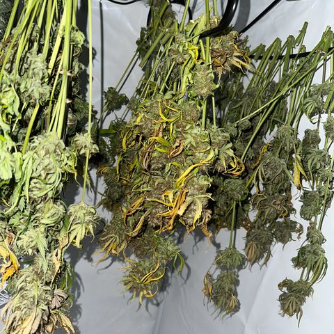 Foto de la cronología del growlog de Guava x Gelato #41
