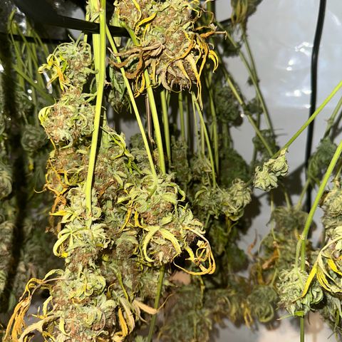 Foto de la cronología del growlog de Guava x Gelato #41