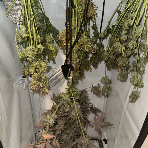 Foto de la cronología del growlog de Guava x Gelato #41
