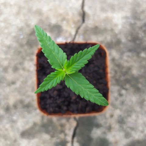 Fuck u man growlog timeline photo