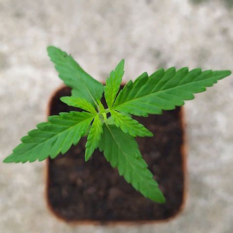 Fuck u man growlog timeline photo