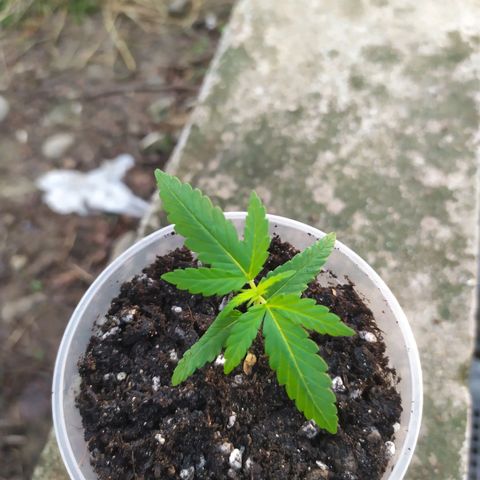Fuck u man growlog timeline photo