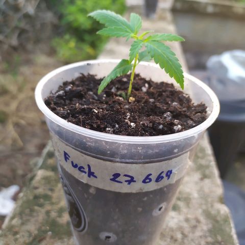 Fuck u man growlog timeline photo