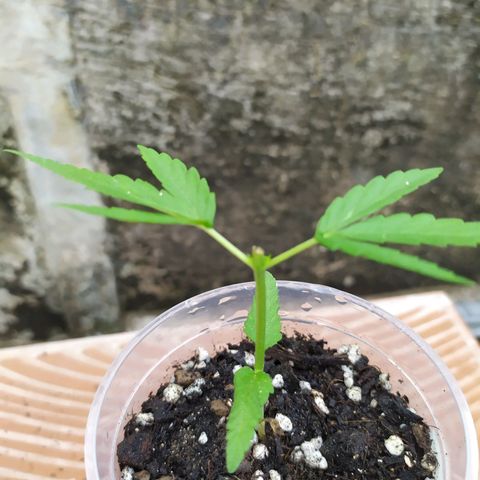 Fuck u man growlog timeline photo
