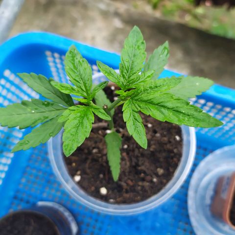 Fuck u man growlog timeline photo
