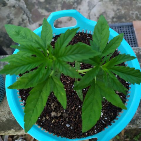 Fuck u man growlog timeline photo
