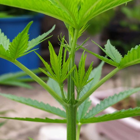Fuck u man growlog timeline photo