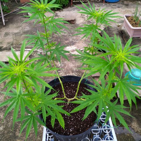 Fuck u man growlog timeline photo