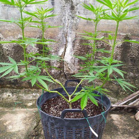Fuck u man growlog timeline photo