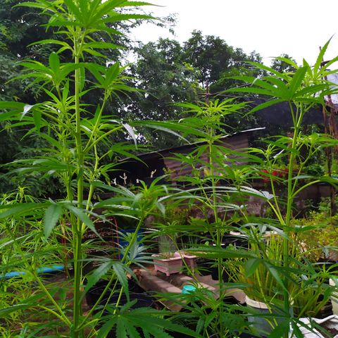 Fuck u man growlog timeline photo