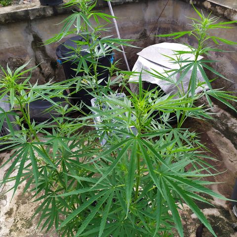Fuck u man growlog timeline photo