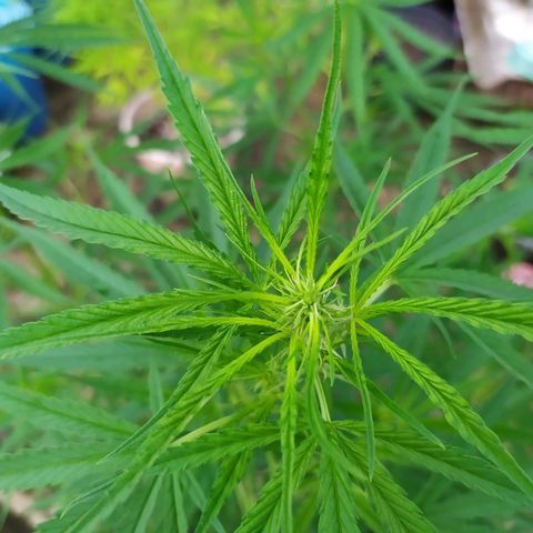 Fuck u man growlog timeline photo