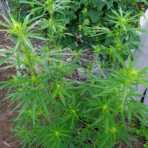Fuck u man growlog timeline photo