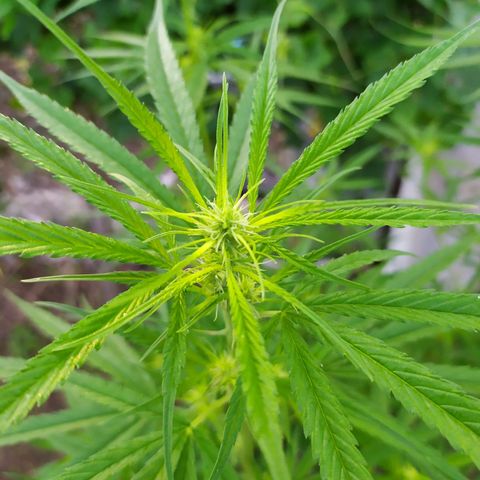 Fuck u man growlog timeline photo
