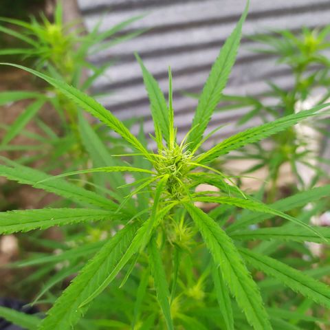 Fuck u man growlog timeline photo