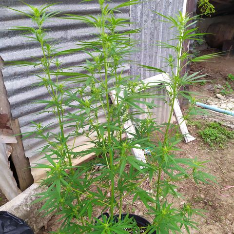 Fuck u man growlog timeline photo
