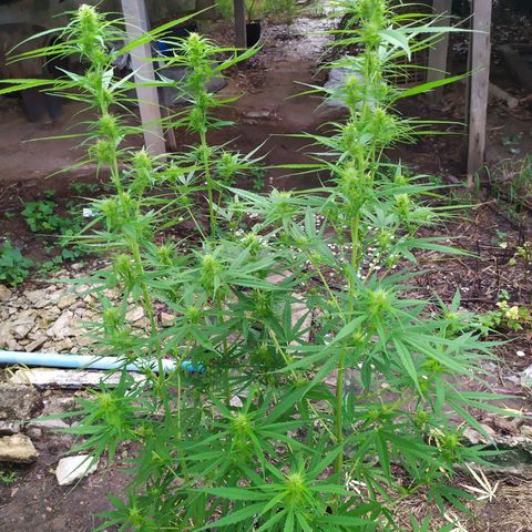 Fuck u man growlog timeline photo