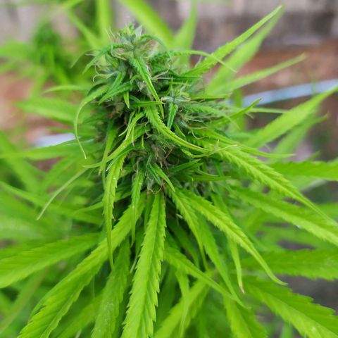 Fuck u man growlog timeline photo