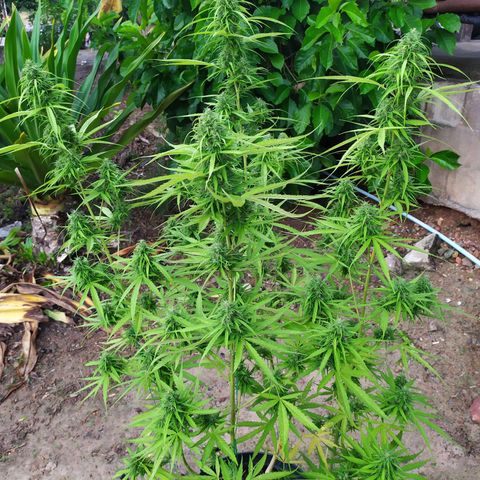 Fuck u man growlog timeline photo