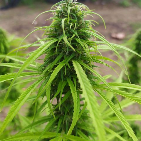 Fuck u man growlog timeline photo