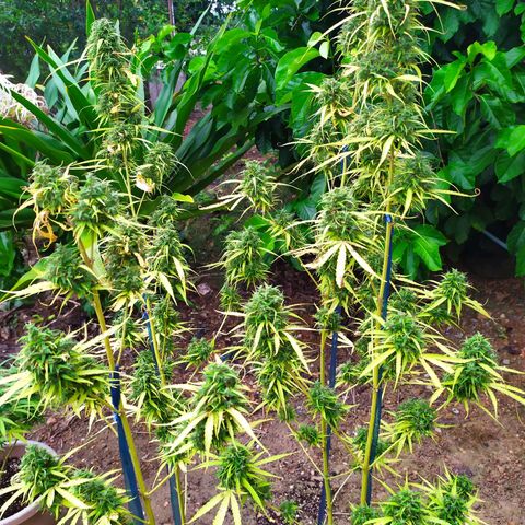 Fuck u man growlog timeline photo