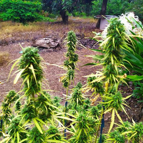 Fuck u man growlog timeline photo