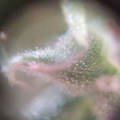 Fuck u man growlog timeline photo