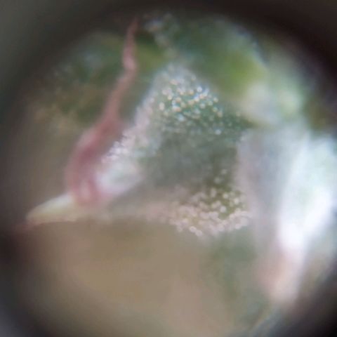 Fuck u man growlog timeline photo