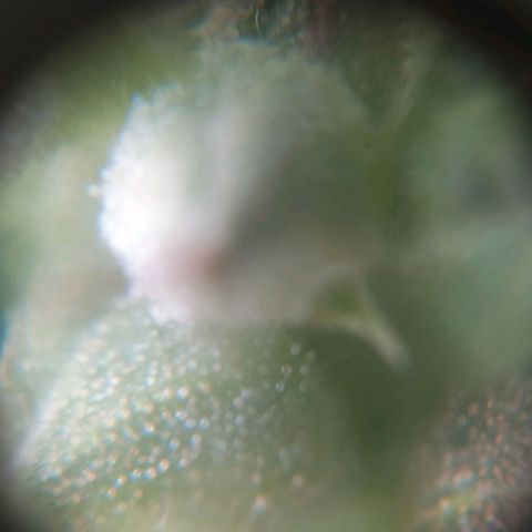 Fuck u man growlog timeline photo