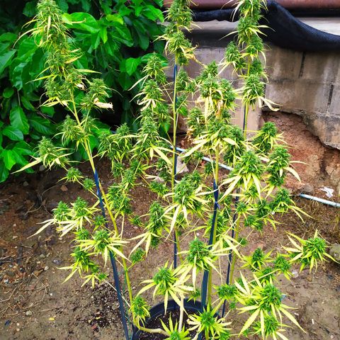 Fuck u man growlog timeline photo