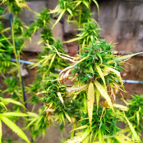 Fuck u man growlog timeline photo