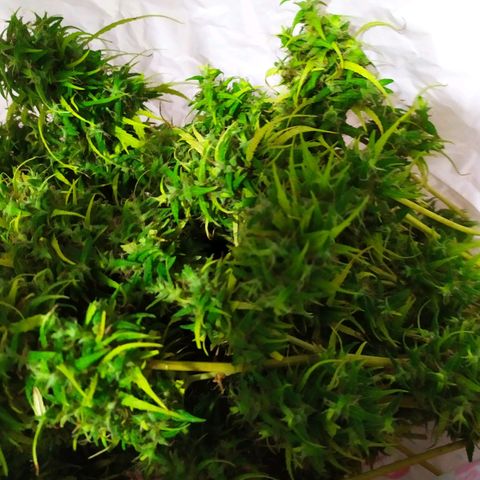 Fuck u man growlog timeline photo