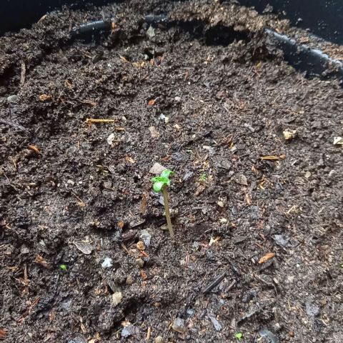Easy Bud Nr. 2 2024 growlog timeline photo