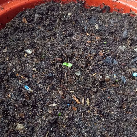 Special Queen #1 Nr. 1 2024 growlog timeline photo